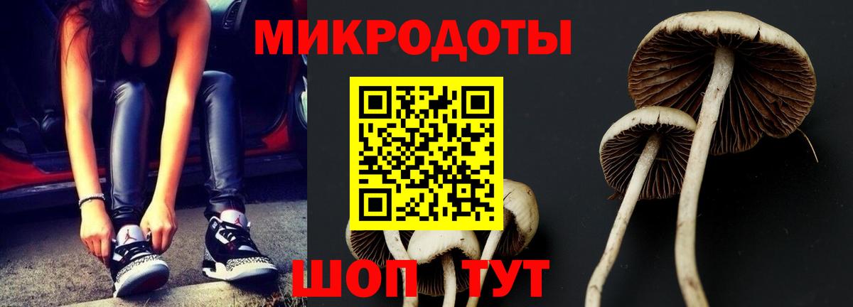 Псилоцибиновые грибы Psilocybe Горно-Алтайск